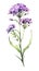 Deep Purple Verbena Bouquet in Contemporary Style Isolated on White Background .