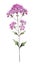 Deep Purple Verbena Bouquet in Contemporary Style Isolated on White Background .