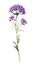 Deep Purple Verbena Bouquet in Contemporary Watercolor Style Isolated on White Background .