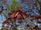 Deep purplish-crimson leaves of the Norway Maple (Acer platanoides) \\\'Crimson King\\\' growing in a pa