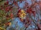 Deep purplish-crimson leaves and orange flowers of the Norway Maple (Acer platanoides) \\\'Crimson King\\\'