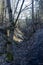 Deep ravines overgrown with trees and bushes in KaroliniÅ¡kÄ—s Landscape Reserve