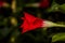 A deep red Brazillian Jasmine bloom in the garden
