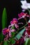 Deep red color orchid miltonia on a black background.