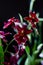 Deep red color orchid miltonia on a black background.