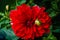 Deep red dahlia flower, close-up