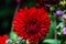 Deep red dahlia flower, close-up