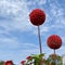 Deep red dahlia lupin pompom flower. Bright reddish orange or orangish blooms