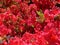 Deep red flowering azalea bush with scattered green leaves