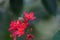 Deep Red Flowers of a Jatropha Tree with a Pollinating Honeybee