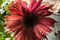 Deep red Gerber daisy with water drops.