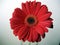 Deep Red Gerbera Flower Top View Close up on Green Background