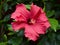 Deep red hibiscus flower, on a background of green leaves