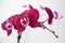 Deep red Moth orchid flowers