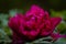 A deep red peony in closeup