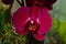 Deep Red Phalaenopsis Orchid