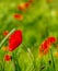 Deep red poppies in bright green blurred cornfield