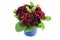 Deep red primula in blue flowerpot. white isolated background