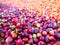 Deep red ripe coffee cherries from the coffee tree line them on the black mesh to dry from sunlight is natural heat according to