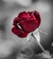 Deep Red Rose on a black and White Background