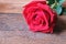 Deep red rose on wooden floor. Backdrop for Valentine's day concept