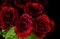 Deep red roses