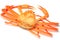 Deep red snow crab