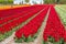 Deep red tulip field near Lisse, the Netherlands