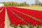 Deep red tulip field near village of Lisse in the Netherlands