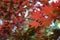 Deep Red Veined Japanese Maple Leaves