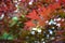 Deep Red Veined Japanese Maple Leaves