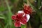 Deep Red and White Blossoms with many stamens