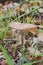 Deep root mushroom (Hymenopellis radicata) mushroom in closeup