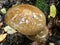 Deep root mushroom or the rooting shank (Hymenopellis radicata) fungi in forest after rain