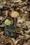 Deep root mushrooms - Hymenopellis radicata
