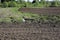 Deep ruts filled with water at the edge of a plowed field