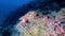 Deep scuba diving - Red scorpion fish at 44 meters depth