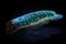 deep-sea creature bioluminescent scales reflect the light from above