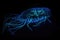 deep-sea creature swimming in schools, with bioluminescence lighting the way