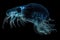 deep-sea creature waves its arms in mysterious bioluminescent dance