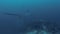 Deep Sea Video Of Pelagic Thresher Shark Swimming Away Underwater At Monad Shoal Malapascua Philippines Master
