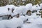 Deep snow covers fencing in Yellowstone in Winter