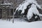 Deep Snow Covers Pine Tree