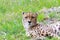 Deep stare from a Cheetah