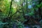 Deep, stunning New Zealand forest with ferns, moss on stones