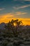 Deep Sunset Behind Joshua Tree