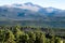 Deep, thick forest of pine trees with a towering mountain