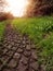 Deep tractor tire trail on a green grass in a field, Agriculture industry or work in a park concept. Low angle view point.