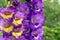 Deep violet blossoming gladiolus flowers in summer daylight growing in the garden. Blooming gladiolus on summertime