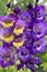 Deep violet blossoming gladiolus flowers in summer daylight growing in the garden. Vertical format